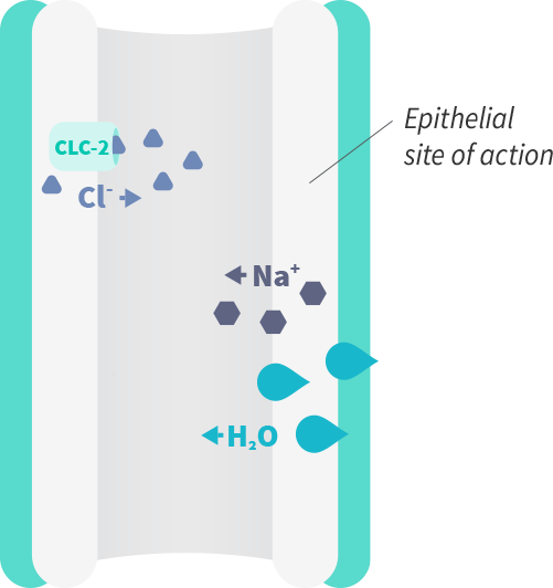 Treatment mechanisms in CIC management. Prosecretory agents. GC-C agonists activate GC-C receptors, leading to increased secretion of Cland HCO3-, followed by Na+ and water. CLC-2 agonists activate CLC-2 channels, increasing Cl- secretion, followed by Na+ and water